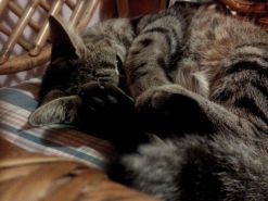 تفاعل الآلاف مع الأخبار التي نُشرت على صفحة ”أخبار الآن“ عن تفجيرات سريلانكا