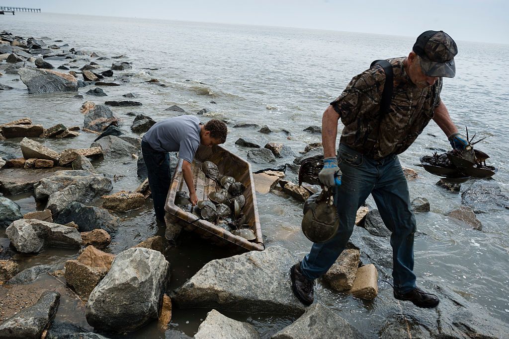 حيوانٌ معادٍ للبكتيريا على أنواعها: سعر غالون واحد من دمائه بـ60 ألف دولار!