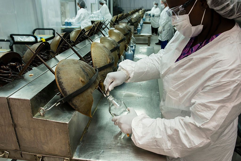 TUESDAY JUNE 10, 2014: Charleston, South Carolina, USA. Horseshoe crabs are bled at the Charles River Laboratory. Photograph: Timothy Fadek (Photo by Timothy Fadek/Corbis via Getty Images)