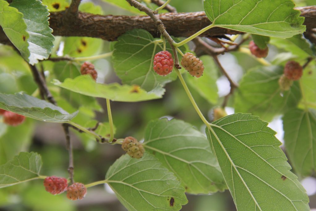 Mulberries Can Be Seen On a Mulberry Tree in the Outskirts of Sopore Town in District Baramulla, Jammu And Kashmir, India, on 26 August 2018. (Photo by Nasir Kachroo/NurPhoto via Getty Images)
