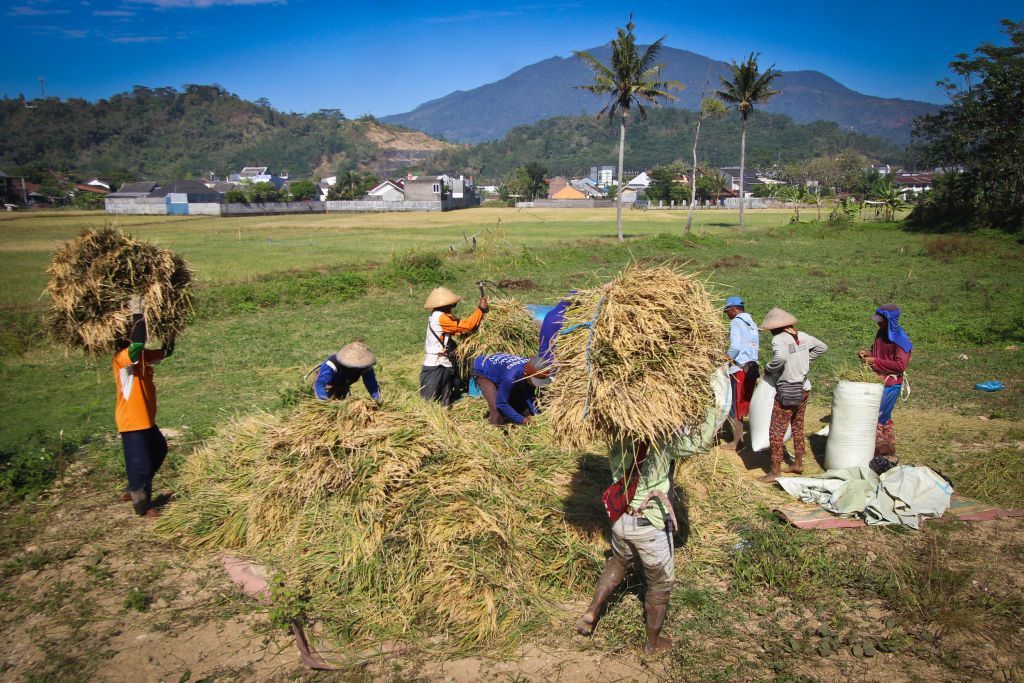 Laborers work in a paddy field on the outskirts of Ungaran, Central Java, Indonesia during a rice harvesting season on July 24, 2019. Agriculture is the main source of food, income, and employment in rural areas. Photo by WF Sihardian (Photo by WF Sihardian/NurPhoto via Getty Images)