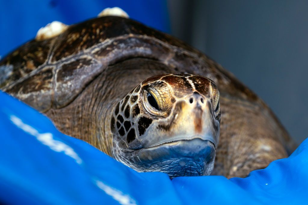 A rehabilitated green sea turtle is seen in a crate minutes before being returned to the ocean by members of the Aquarium of the Pacifics veterinary staff in Seal Beach, California, on August 15, 2019. The 50 pound sea turtle was fitted with a microchip ID. (Photo by Ronen Tivony/NurPhoto via Getty Images)