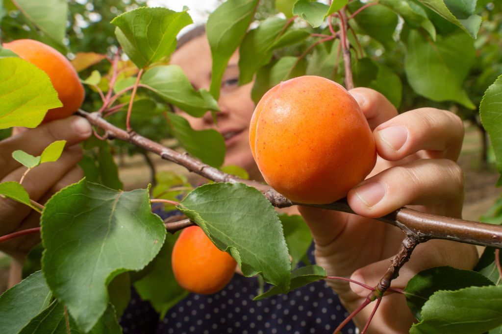 05 July 2019, Saxony-Anhalt, Langenweddingen: Sabine Hornemann stands on the plantation of the Hornemann fruit farm and looks at the ripe apricots. This year we can expect a record harvest of apricots, according to the farmer. As there were a lot of flowers this year and these were protected from the night frost with candles in spring, an apricot harvest of four to five tons is expected. There are about 700 apricot trees on the plantation. The harvest lasts until August. Photo: Klaus-Dietmar Gabbert/dpa-Zentralbild/ZB (Photo by Klaus-Dietmar Gabbert/picture alliance via Getty Images)