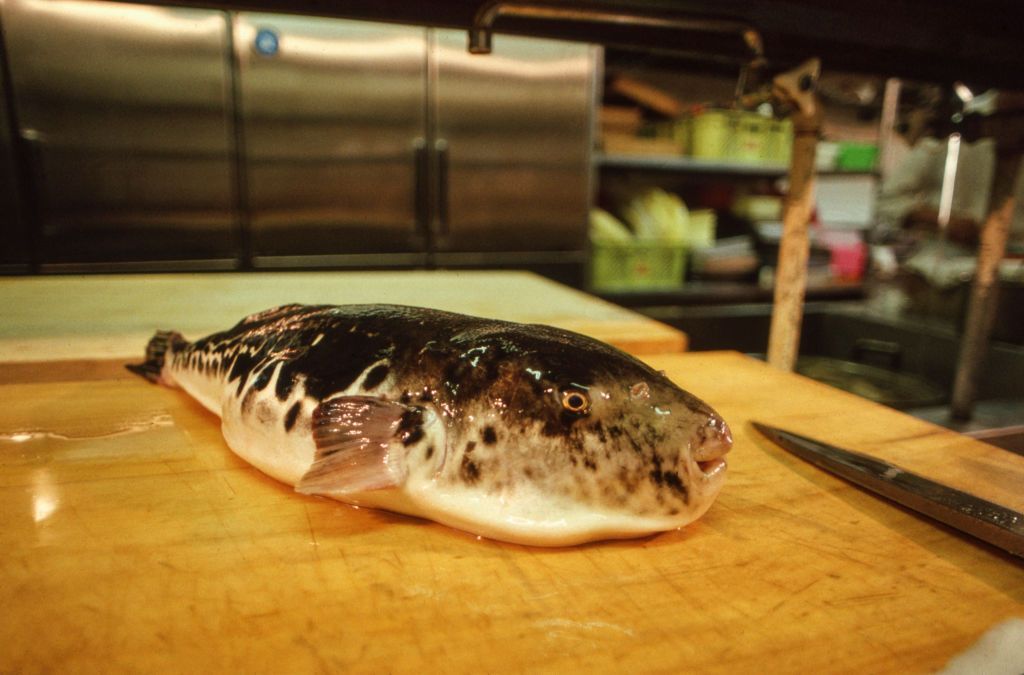 Fugu sur une planche à découper au Japon. (Photo by Xavier DESMIER/Gamma-Rapho via Getty Images)