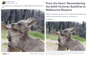 هذه هي حقيقة الصور المزيفة للحيوانات المحترقة في أستراليا