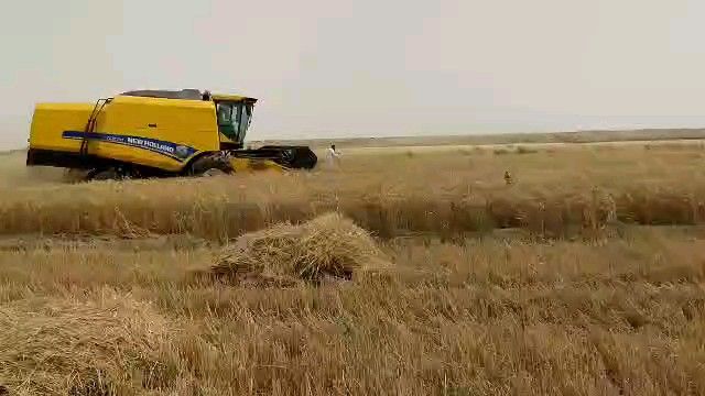 بابل تعلن اكتفاءها الذاتي من محصول الحنطة لعام 2020