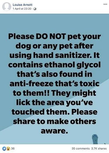 هل يجب تجنب ملامسة الحيوانات الأليفة عقب تطهير اليدين؟