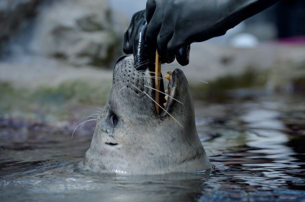 رغم الحظر.. الحيوانات البحرية تلاقي حظها من العناية في بوسطن (فيديو)