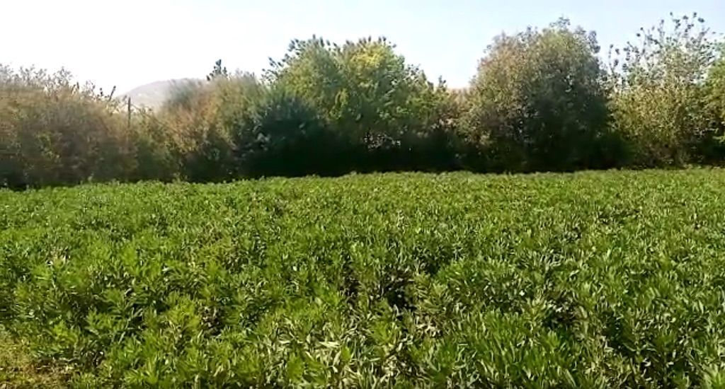 الفول الأخضر.. لقمة عيش ضيعها فيروس كورونا في دمشق