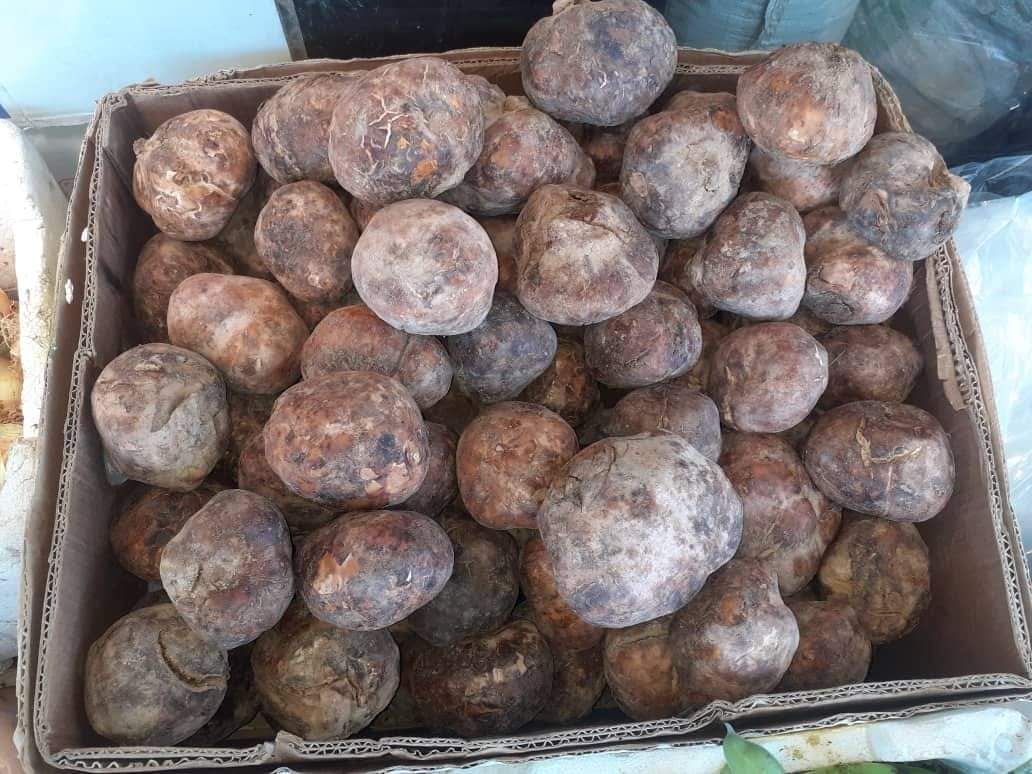 الكمأ ينقذ سكان القلمون من ضيق الحال في زمن الكورونا