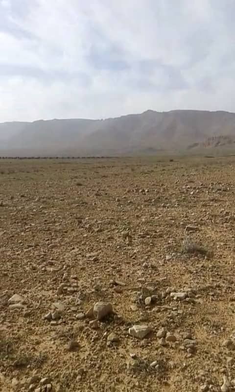 الكمأ ينقذ سكان القلمون من ضيق الحال في زمن الكورونا