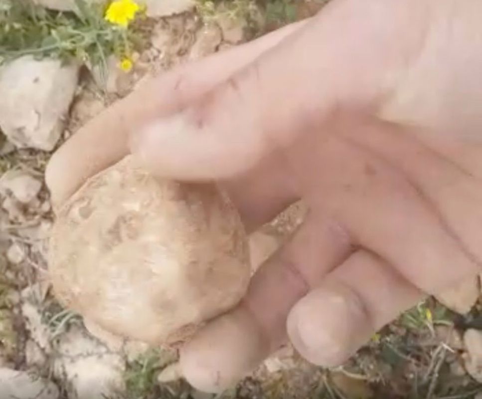 الكمأ ينقذ سكان القلمون من ضيق الحال في زمن الكورونا