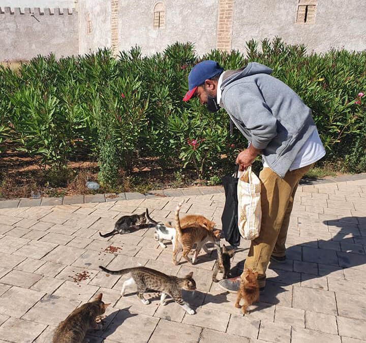 مبادرة إنسانية بالمغرب لحماية القطط من الجوع في زمن فيروس كورونا