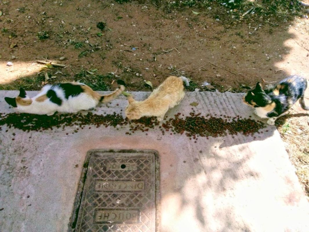 مبادرة إنسانية بالمغرب لحماية القطط من الجوع في زمن فيروس كورونا