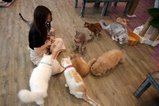 مقهى القطط .. لتخفيف ضغوط العزل الصحي في تايلاند