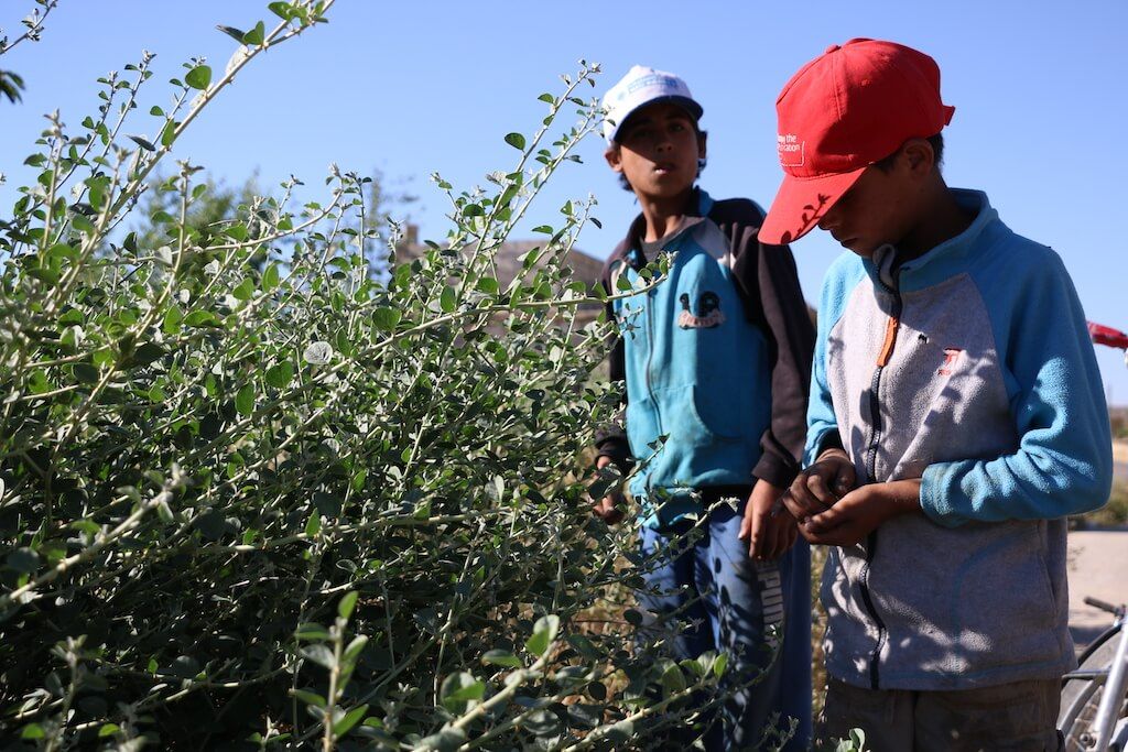 في ريف إدلب.. "أبو أحمد" وأطفاله يقاومون أشواك الشفلّح لتأمين عيشهم