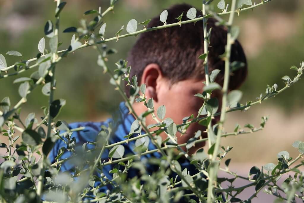 في ريف إدلب.. "أبو أحمد" وأطفاله يقاومون أشواك الشفلّح لتأمين عيشهم