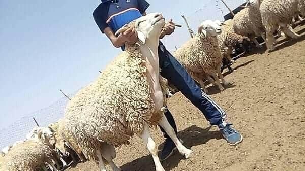 أسواق إلكترونية لبيع أضاحي العيد.. عقب غلق الأسواق العامة بالجزائر 3 أسواق إلكترونية لبيع أضاحي العيد.. عقب غلق الأسواق العامة بالجزائر