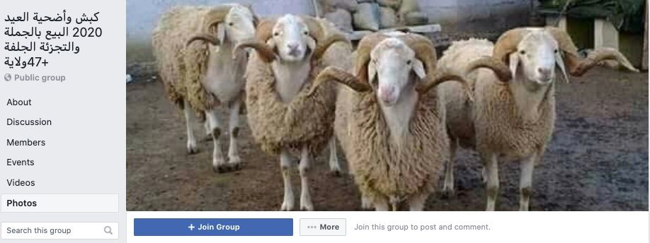 أسواق إلكترونية لبيع أضاحي العيد.. عقب غلق الأسواق العامة بالجزائر 1 أسواق إلكترونية لبيع أضاحي العيد.. عقب غلق الأسواق العامة بالجزائر