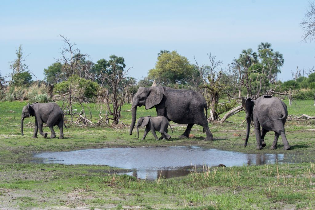 BOTSWANA - 2019/12/14: African elephants (Loxodonta africana) with a baby elephant walking through the landscape in the Gomoti Plains area, a community run concession, on the edge of the Gomoti river system southeast of the Okavango Delta, Botswana. (Photo by Wolfgang Kaehler/LightRocket via Getty Images)