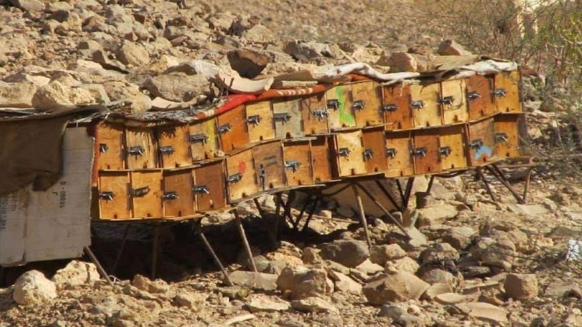 اليمن.. "نحّالو" وادي حضرموت يرفعون وتيرة تحضيراتهم لبدء موسم عسل السدر