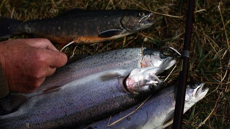 باحثون أوروبيون يستعينون بالروبوتات لفهم سلوك الأسماك 1 باحثون أوروبيون يستعينون بالروبوتات لفهم سلوك الأسماك