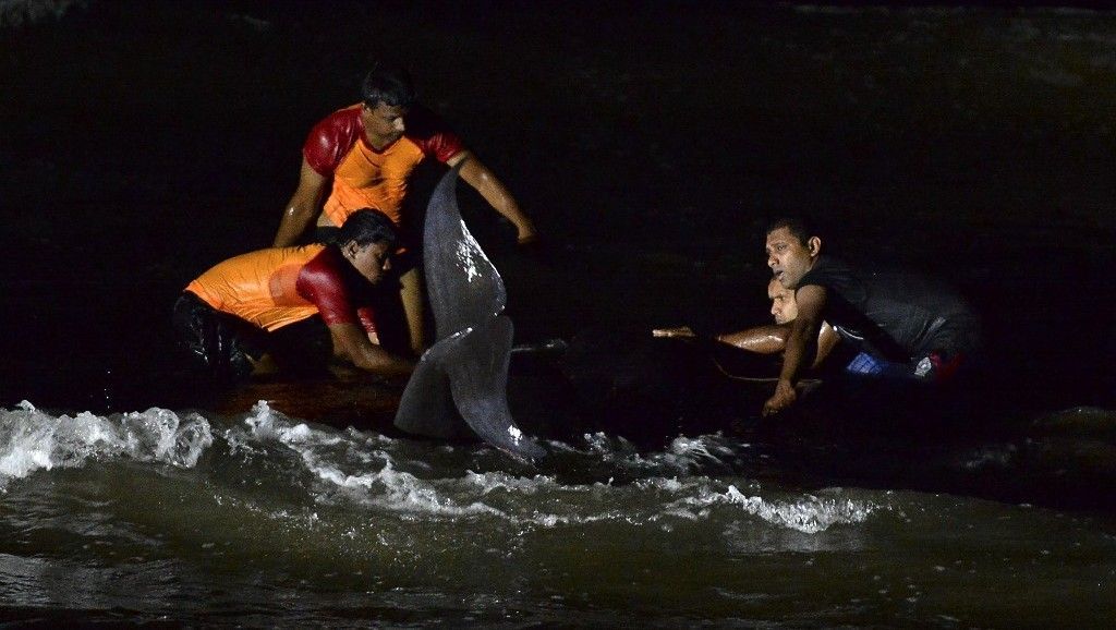 بحارة ومتطوعون ينقذون 120 حوتاً طياراً في سريلانكا (صور) 1 بحارة ومتطوعون ينقذون 120 حوتاً طياراً في سريلانكا (صور)