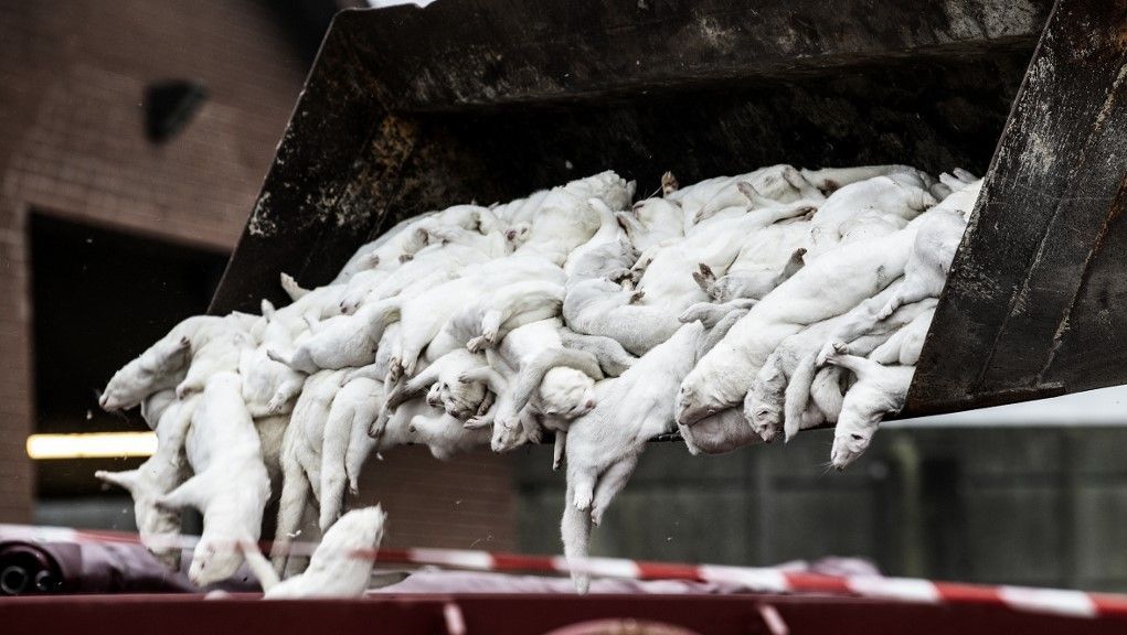 بعد تحوّر ”كورونا“ وانتقاله إلى البشر.. الدنمارك تعدم 17 مليوناً من حيوان المنك