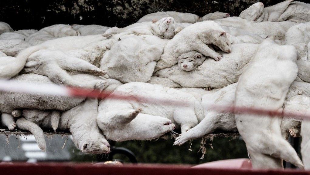 بعد تحوّر ”كورونا“ وانتقاله إلى البشر.. الدنمارك تعدم 17 مليوناً من حيوان المنك