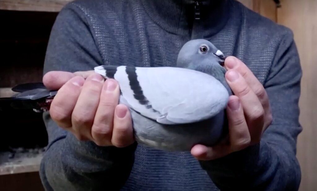 سعر إستثنائي.. حمامة بلجيكية تحطّم الرقم القياسي في مزاد