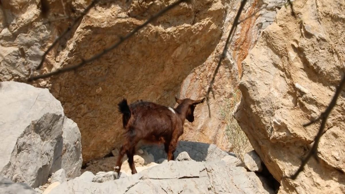 الماعز الجبلي