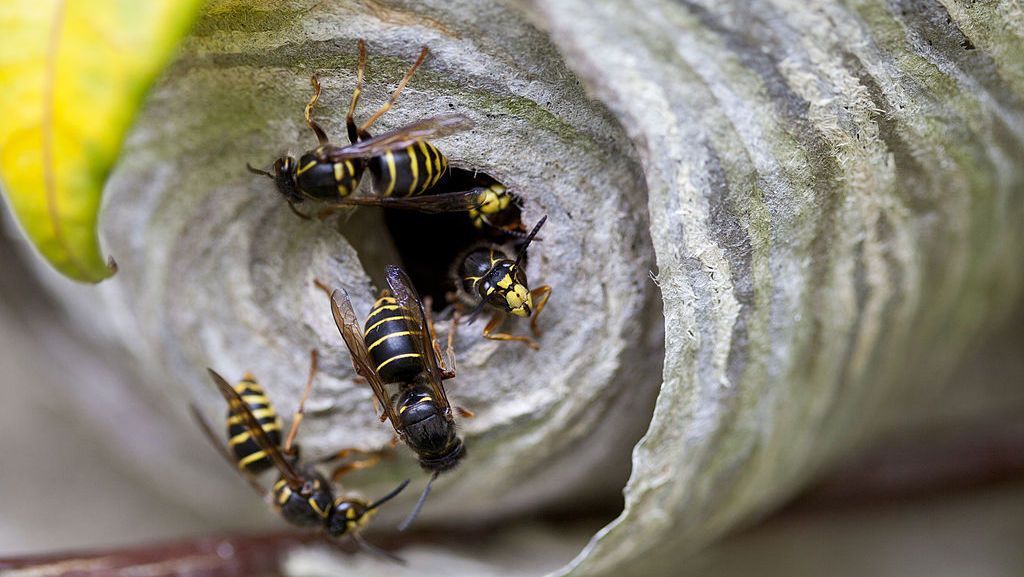 حربٌ ضدّ "الدبابير" في الصين بواسطة طائرات مسلّحة بقاذف لهب