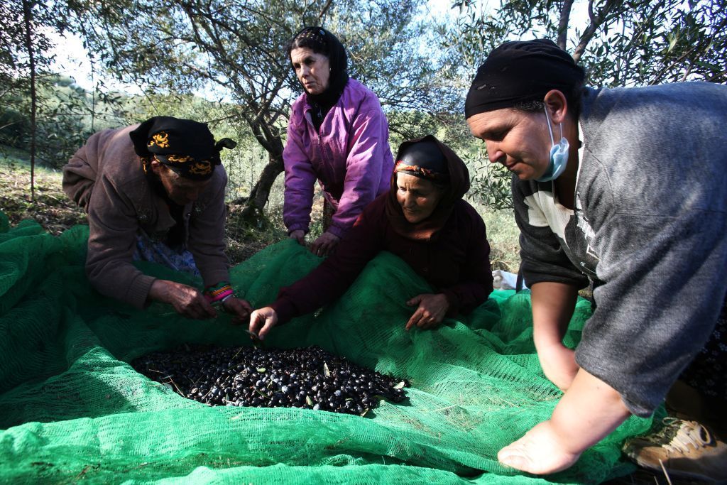 محاولات حثيثة لإنقاذ موسم الزيتون من جائحة كورونا في الجزائر 2 محاولات حثيثة لإنقاذ موسم الزيتون من جائحة كورونا في الجزائر