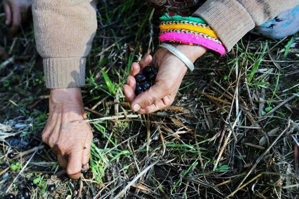 محاولات حثيثة لإنقاذ موسم الزيتون من جائحة كورونا في الجزائر 3 محاولات حثيثة لإنقاذ موسم الزيتون من جائحة كورونا في الجزائر