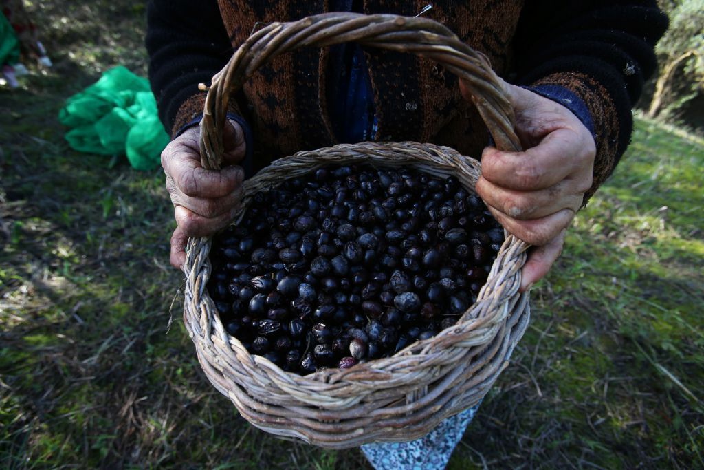 محاولات حثيثة لإنقاذ موسم الزيتون من جائحة كورونا في الجزائر 4 إنتاج الجزائر من الزيتون بلغ نحو عشرة ملايين و380 ألف قنطار /رويترز