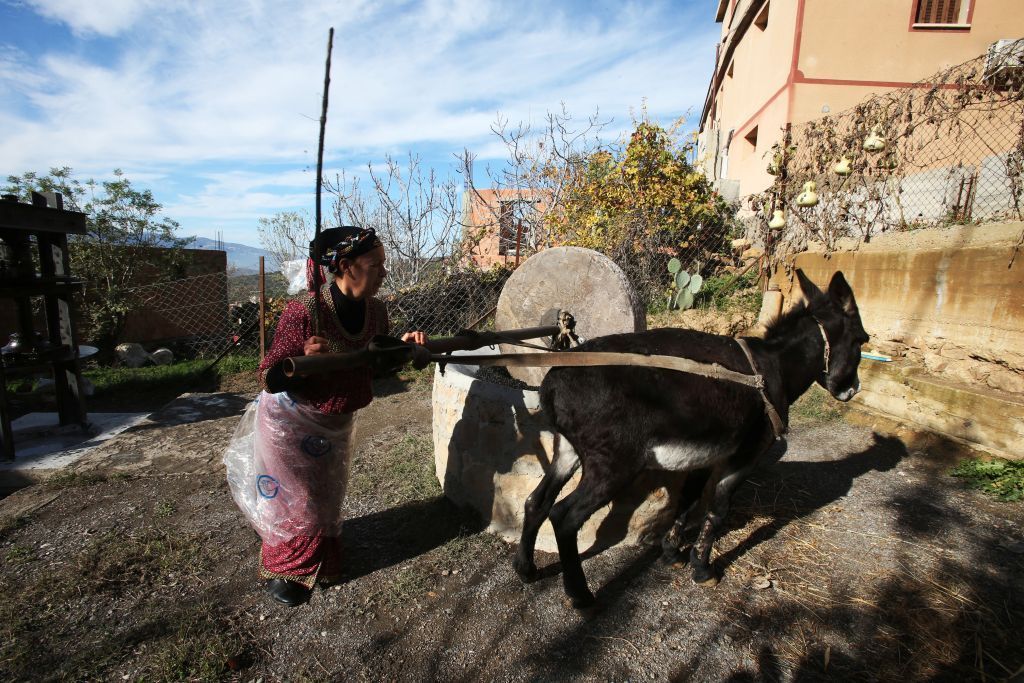 محاولات حثيثة لإنقاذ موسم الزيتون من جائحة كورونا في الجزائر 5 محاولات حثيثة لإنقاذ موسم الزيتون من جائحة كورونا في الجزائر