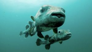 الحياة البحرية في الساحل الشرقي لدولة الامارات