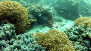 الحياة البحرية في الساحل الشرقي لدولة الامارات