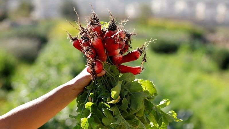 شبان فلسطينيون يديرون مزرعة مجتمعية بالضفة