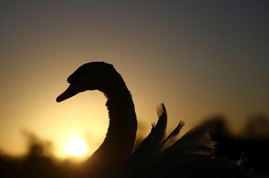 بسبب طائر بجع.. حركة القطارات تتوقف لنحو ساعة في ألمانيا