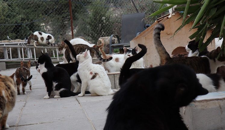 جائحة كورونا تتسبب في انتشار كبير للقطط بشوارع قبرص