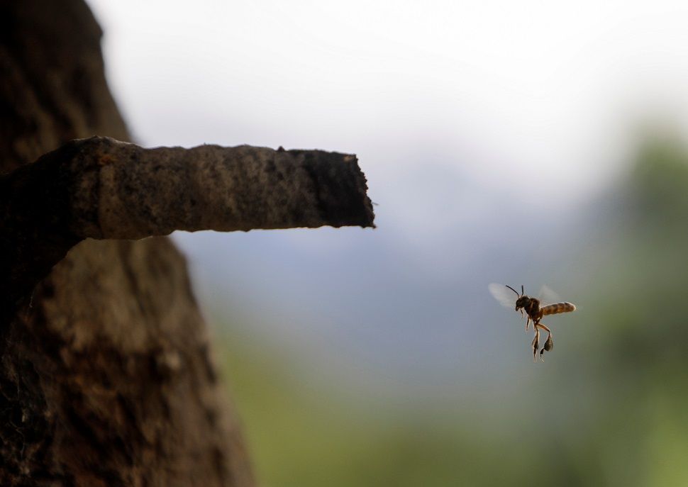 زوجان بوليفيان في سباق لإنقاذ نحل العسل من إزالة الغابات من مزارع الكوكا (صور)