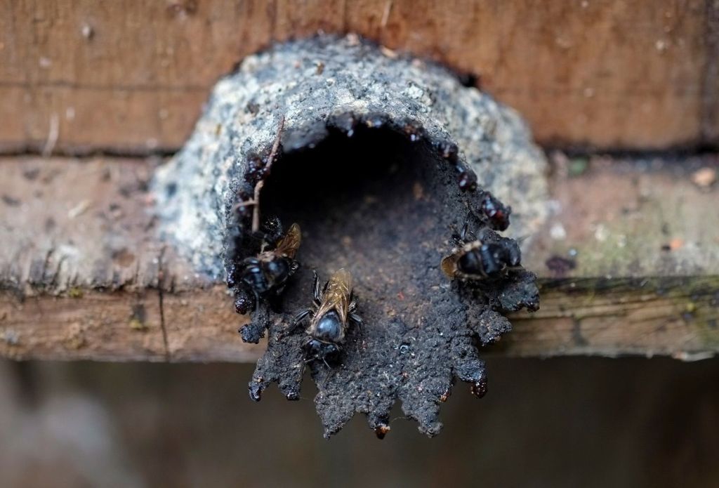 زوجان بوليفيان في سباق لإنقاذ نحل العسل من إزالة الغابات من مزارع الكوكا (صور)