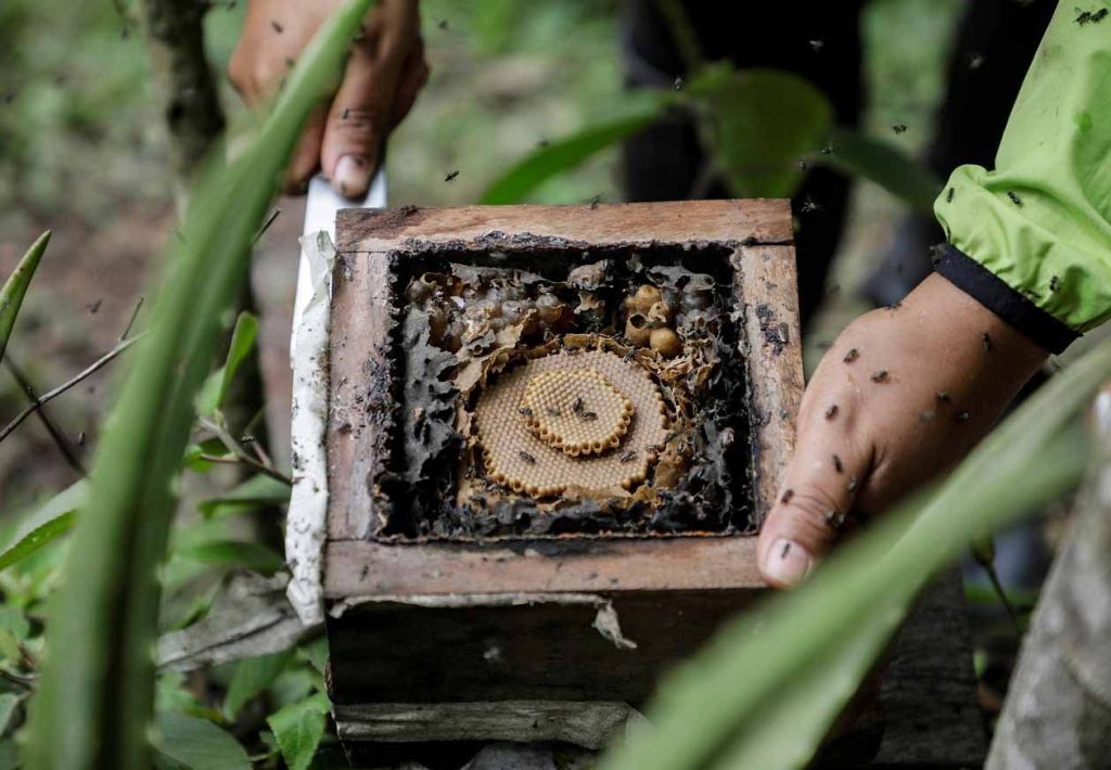 زوجان بوليفيان في سباق لإنقاذ نحل العسل من إزالة الغابات من مزارع الكوكا (صور)