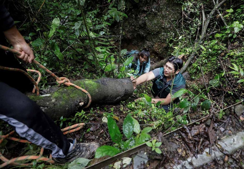 زوجان بوليفيان في سباق لإنقاذ نحل العسل من إزالة الغابات من مزارع الكوكا (صور)