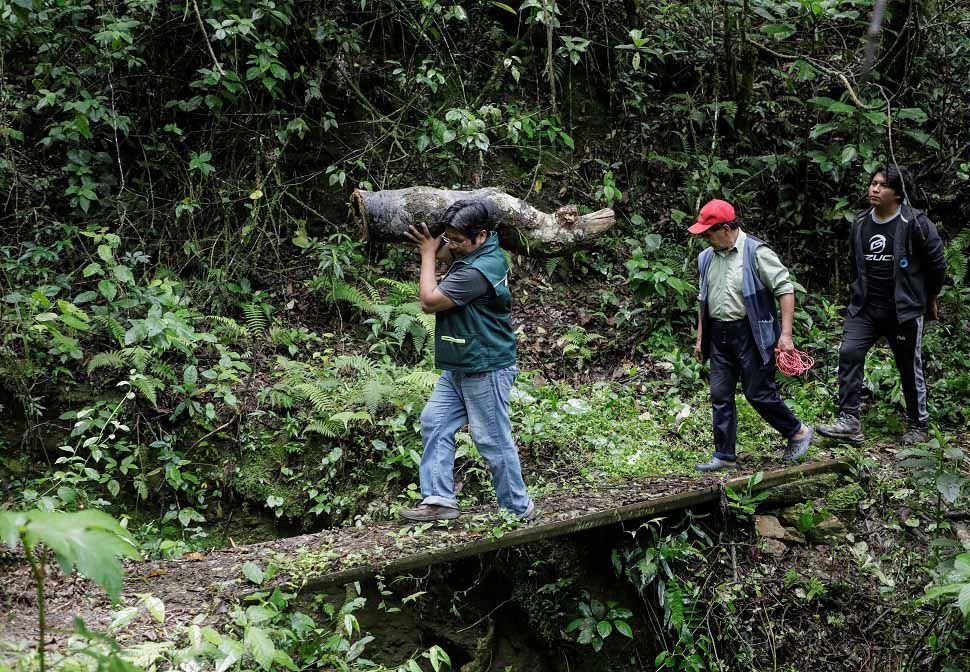زوجان بوليفيان في سباق لإنقاذ نحل العسل من إزالة الغابات من مزارع الكوكا (صور)