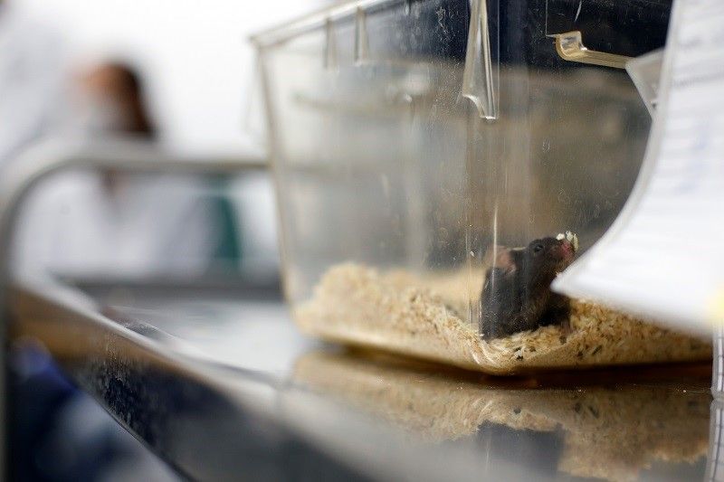 ألمانيا.. علماء يجعلون الفئران المشلولة تمشي مرة أخرى 1 ألمانيا.. علماء يجعلون الفئران المشلولة تمشي مرة أخرى