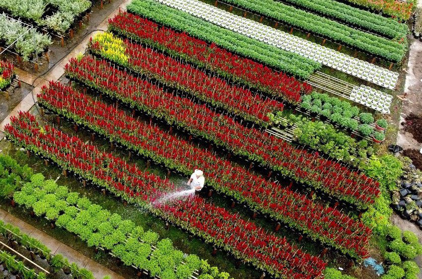 قرية الزهور في فيتنام..أكثر من 1500 نوع من الورود وأشجار الزينة للبيع