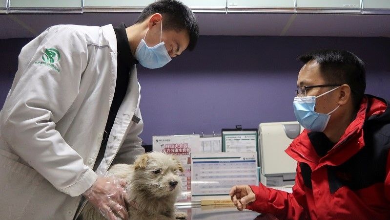 كوريا الجنوبية تطلق اختبار كورونا للقطط والكلاب الأليفة