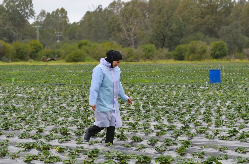 ثقافة طهي جديدة.. سوق زهور صالحة للأكل في تونس مع غراسة 12 نوعا منها